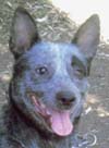 Gidday, I'm Tilly the mother of these puppies. You can read all about my puppies here and see pictures of them too!
