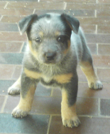 Puppy #3 - Odd Ball - 5 weeks old - Hey don't forget to VOTE for ME!