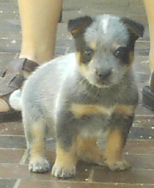 C'mon and vote for ME, #5 - Zorro, I say! Just click on my photo to go there.