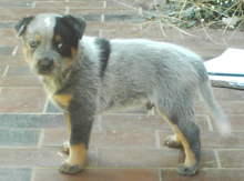 Pup #8 - Tezza @ 5 Weeks - Don't forget to VOTE for ME!