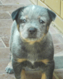 Ain't I just the best looking pup? Vote for me, #2 - Zak, yeah babee! Just click on my photo.