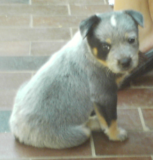 Pup #6 - Ferral @ 5 Weeks - Don't forget to VOTE for ME! 