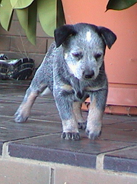 Puppy #1 - Bella - 7.5 weeks old - Hey don't forget to VOTE for ME!