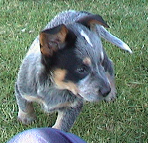 Puppy #5 - Zorro - 7.5 weeks old - Hey don't forget to VOTE for ME!