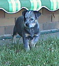 Puppy #6 - Ferral - 7.5 weeks old - Hey don't forget to VOTE for ME!