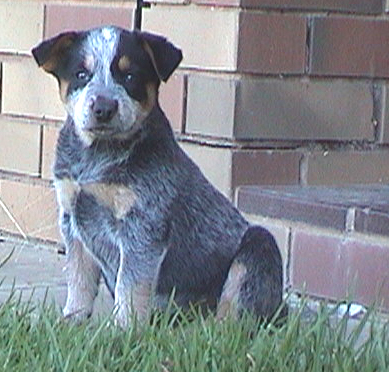 Puppy #7 - Zorrette - 7.5 weeks old - Hey don't forget to VOTE for ME!