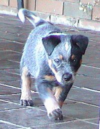 Pup #8 - Tezza @ 7.5 Weeks - Don't forget to VOTE for ME!