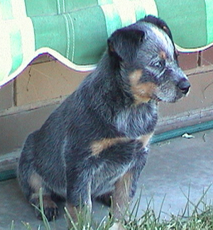Puppy #8 - Tezza - 7.5 weeks old - Hey don't forget to VOTE for ME!